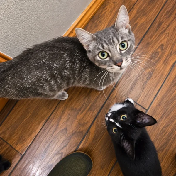 Whisker Foundation Hazel Gray Tabby Cat Whisker Foundation Hazel Gray Tabby Cat