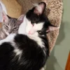 Whisker Foundation YIng Tuxedo Kitten 2 Whisker Foundation YIng Tuxedo Kitten 2