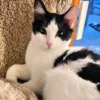 Whisker Foundation Ying Tuxedo Kitten 1 Whisker Foundation Ying Tuxedo Kitten 1