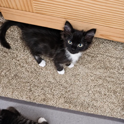 Whisker Foundation Chris Tuxedo Kitten1 Whisker Foundation Chris Tuxedo Kitten1