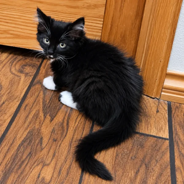 Whisker Foundation Craven Tuxedo Kitten1