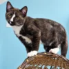 Whisker Foundation Lennon Smoke and White Tuxedo Kitten 1