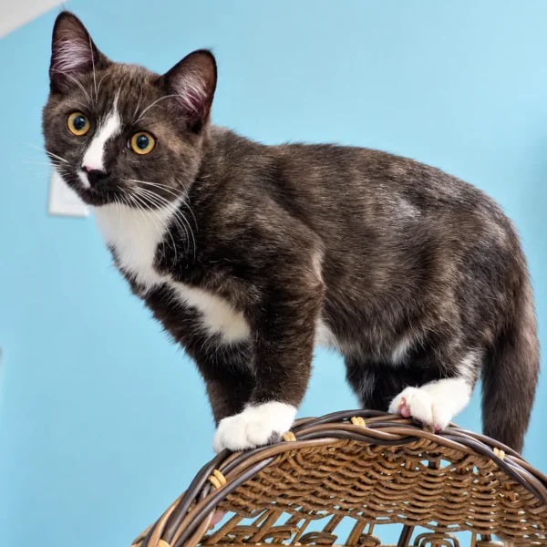 Whisker Foundation Lennon Smoke and White Tuxedo Kitten 1