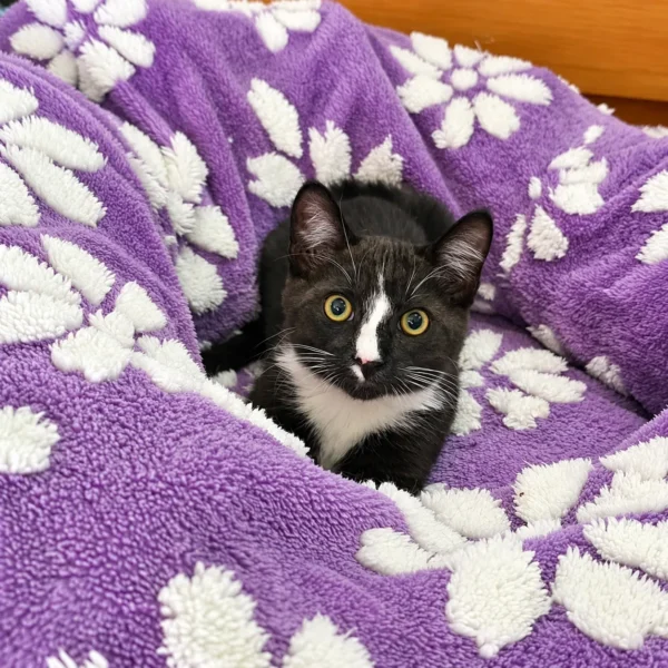 Whisker Foundation Lennon Smoke and White Tuxedo Kitten 2
