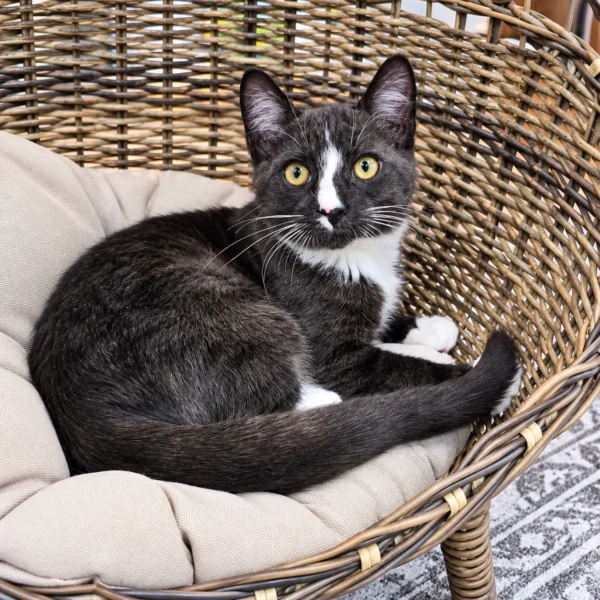 Whisker Foundation Lennon Smoke and White Tuxedo Kitten 4