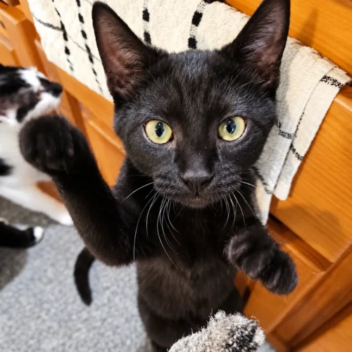 Whisker Foundation Jasper Black Kitten Whisker Foundation Jasper Black Kitten