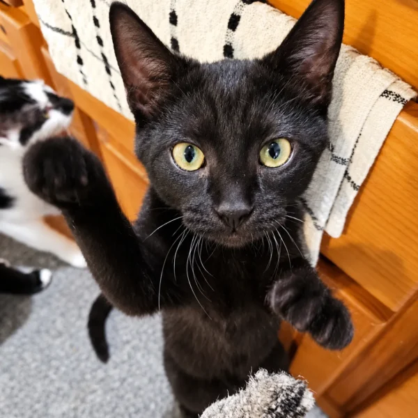 Whisker Foundation Jasper Black Kitten Whisker Foundation Jasper Black Kitten