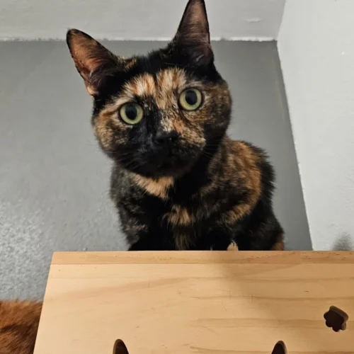 Whisker Foundation Ellie Female Tortie Cat Whisker Foundation Ellie Female Tortie Cat