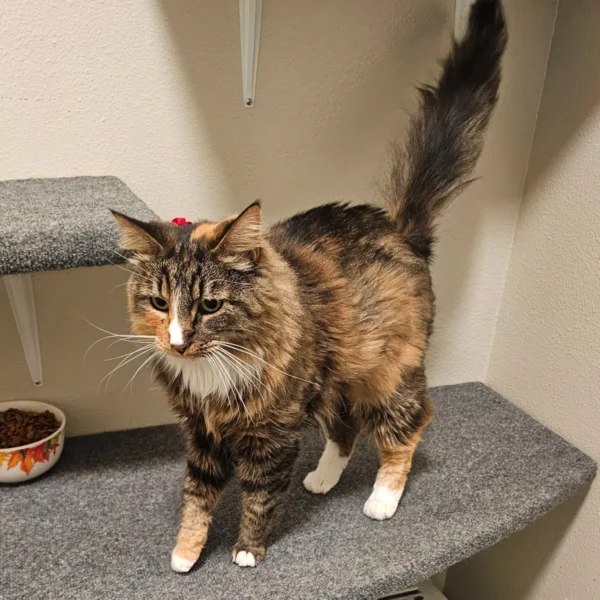 Whisker Foundation Female Tortishell Cat Whisker Foundation Female Tortishell Cat
