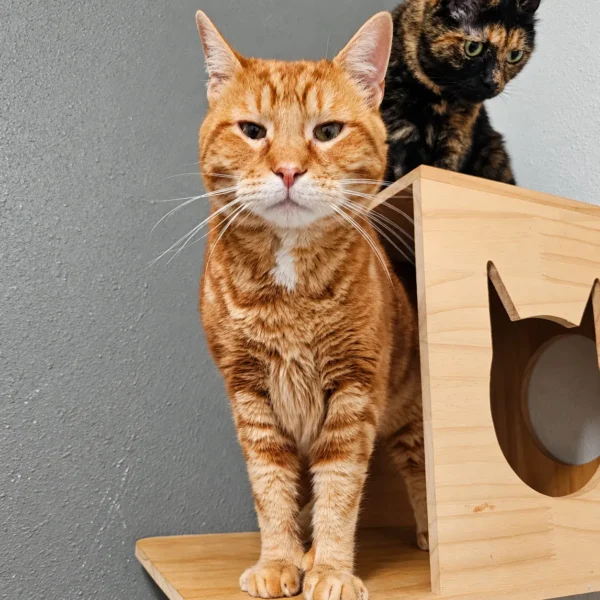 Whisker Foundation Rue Orange and White Tabby Cat