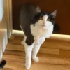 Whisker Foundation Sassy and Digger 1
