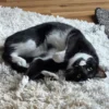 Whisker Foundation Sassy and Digger 2