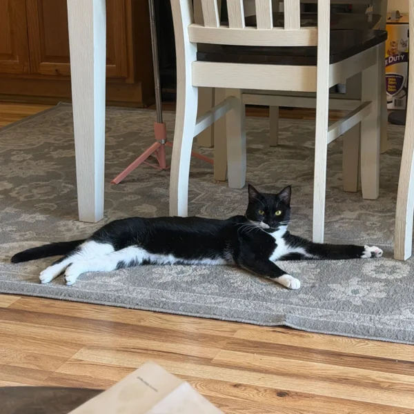 Whisker Foundation Sassy and Digger 3