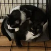 Whisker Foundation Sassy and Digger 4