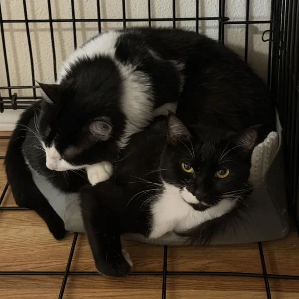 Whisker Foundation Sassy and Digger 4