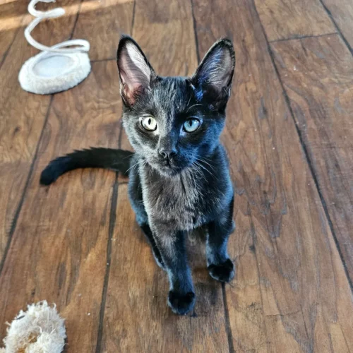 Whisker Foundation Shadow Black Kitten Whisker Foundation Shadow Black Kitten