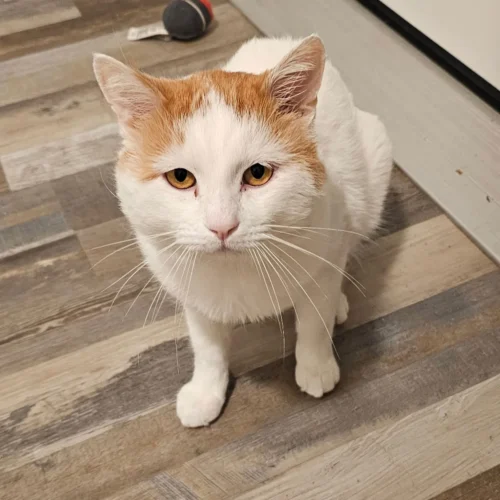 Whisker Foundation Tank orange and white male cat