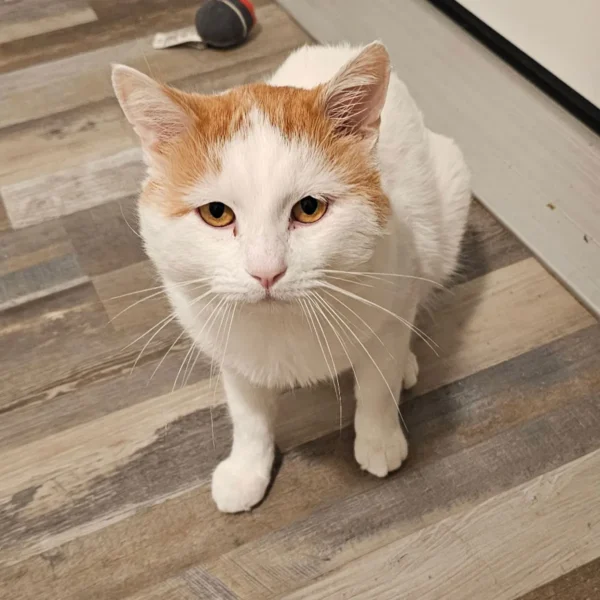 Whisker Foundation Tank orange and white male cat